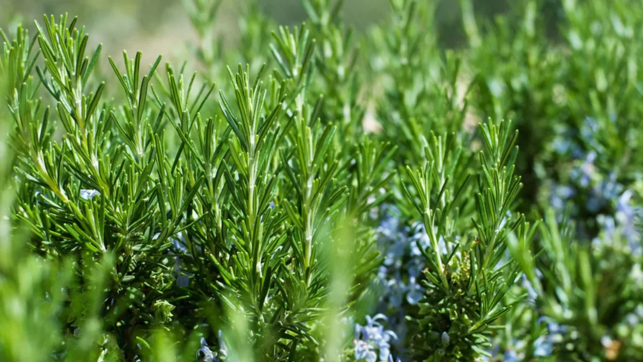 Rosemary
