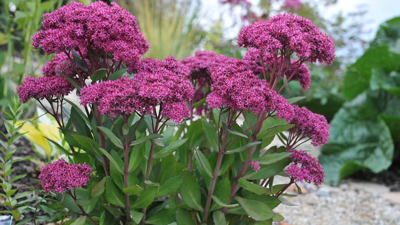 Sedum