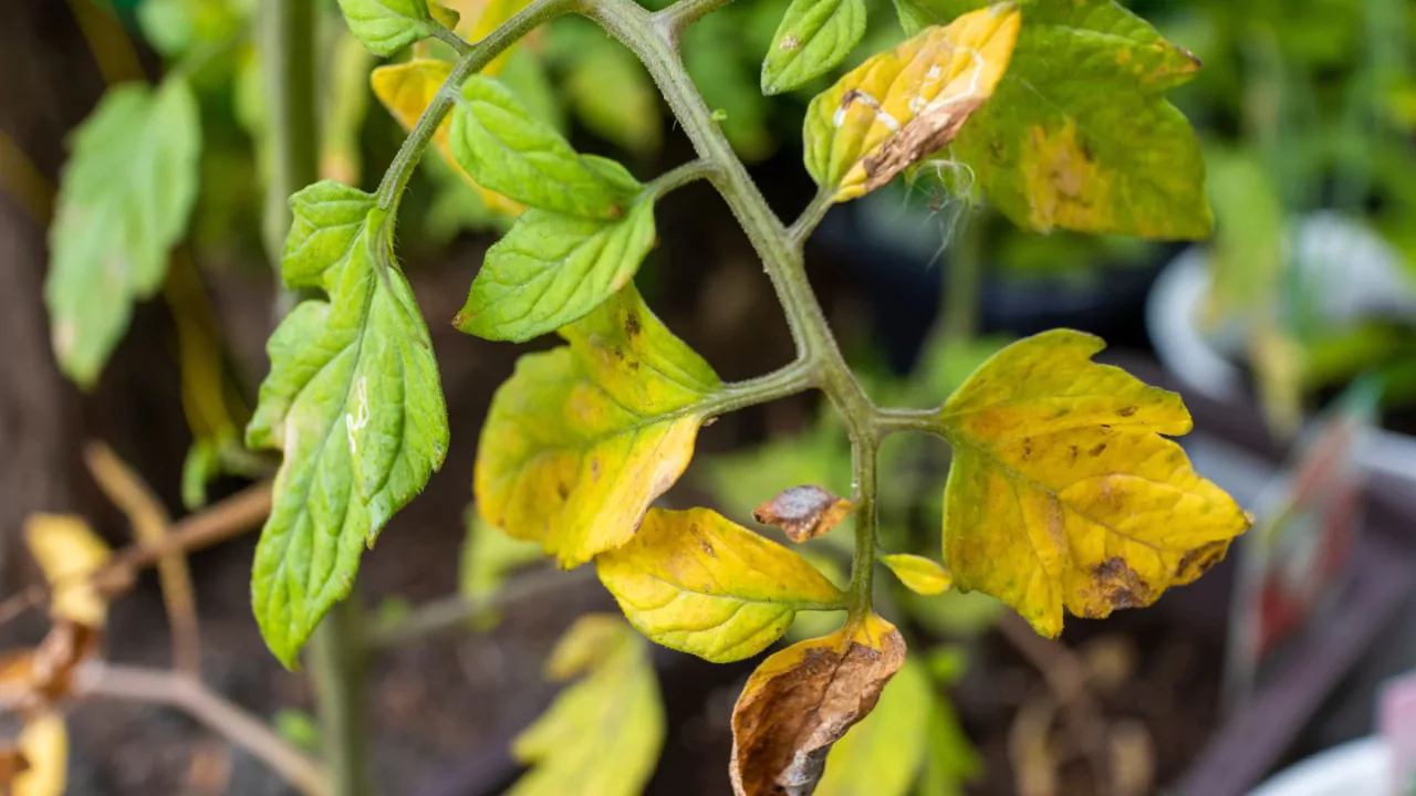 Should I cut off yellow leaves on tomato plants