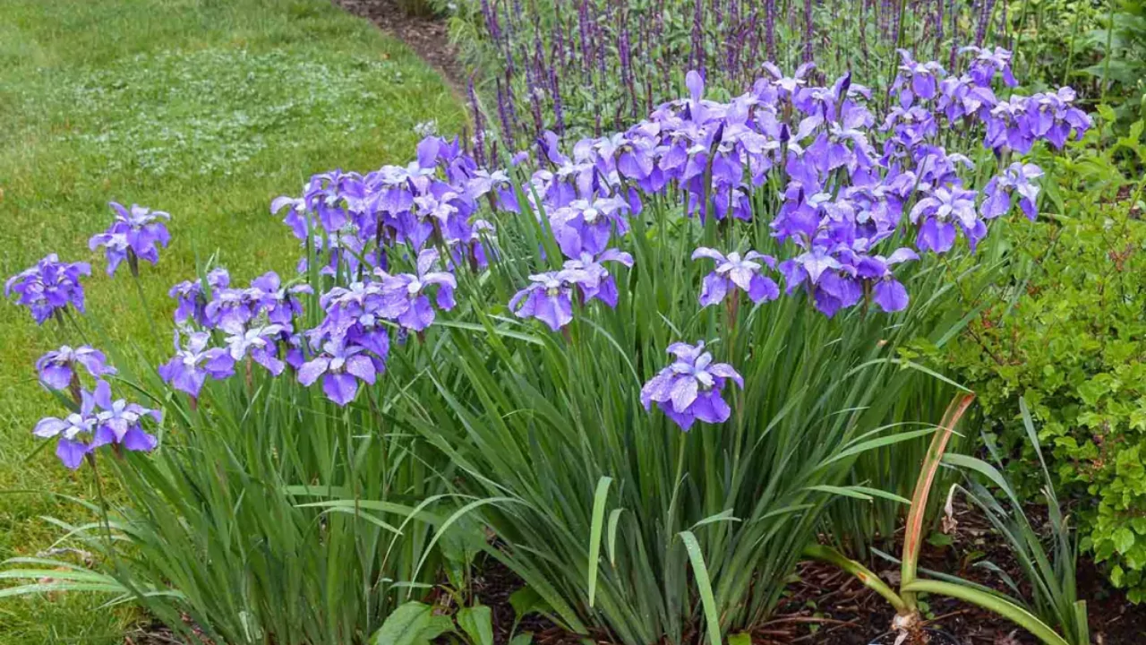 Siberian Irises