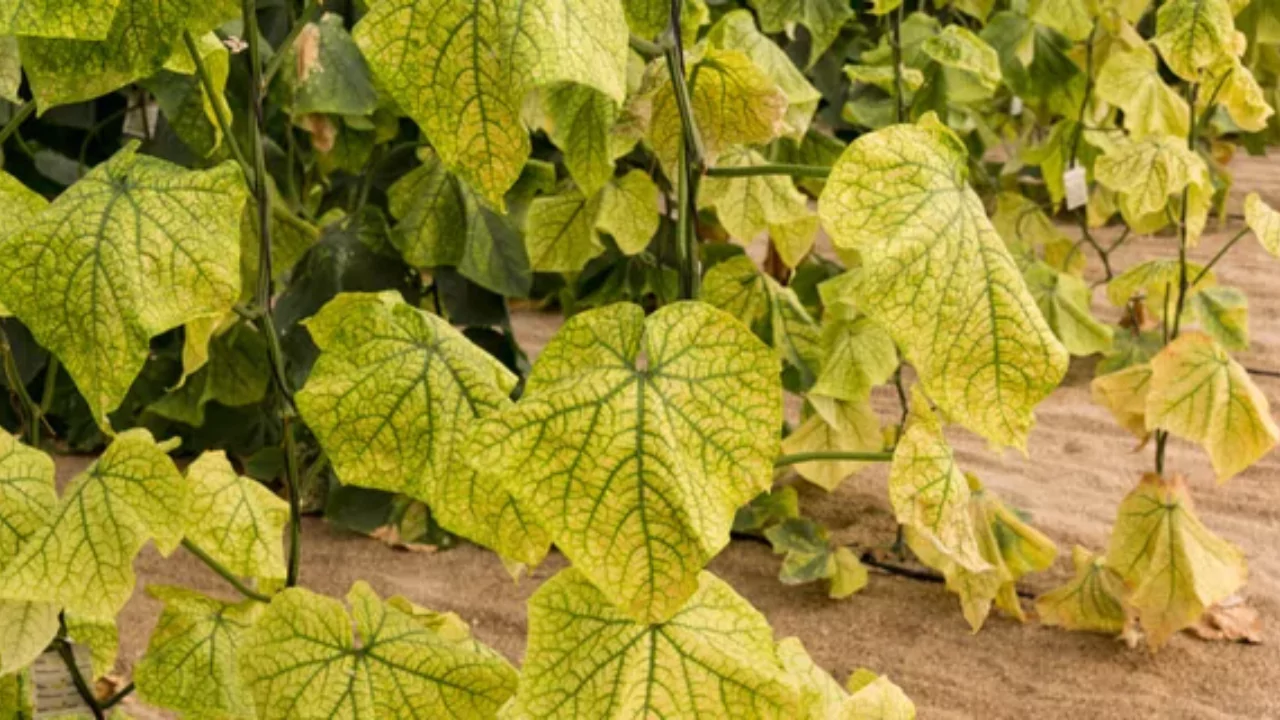 Signs of a Nitrogen Deficiency