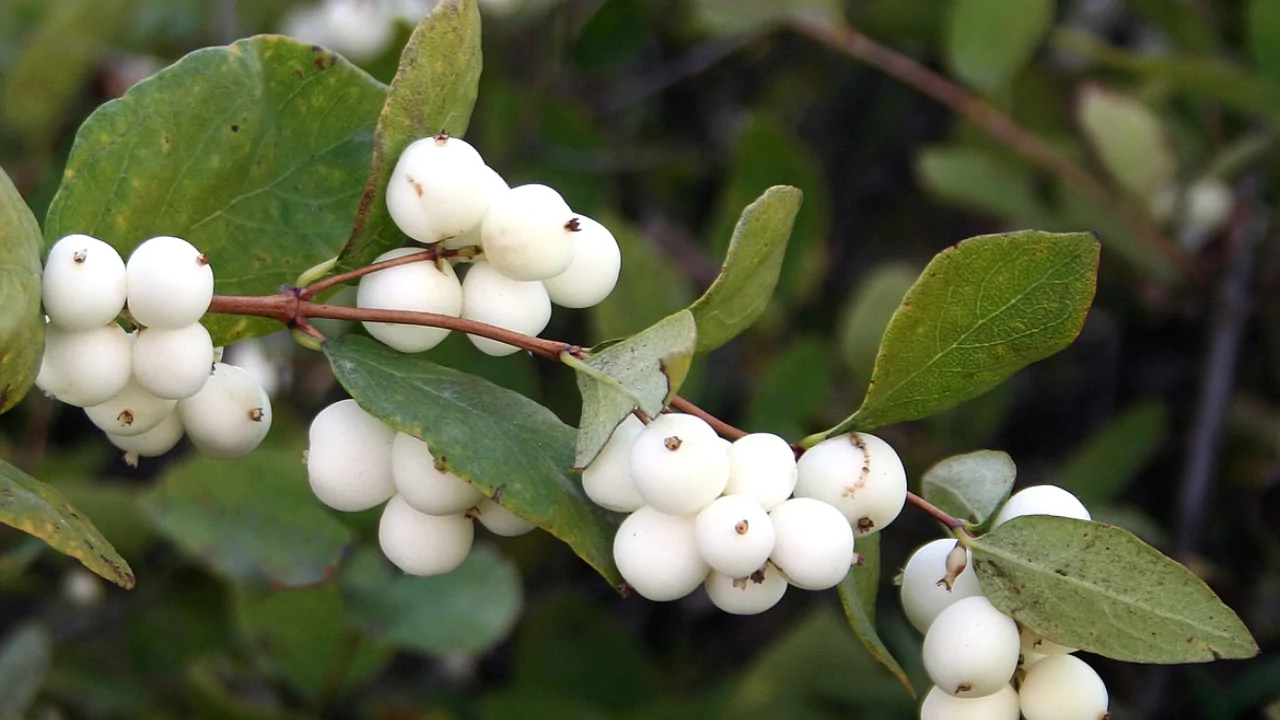 Snowberry