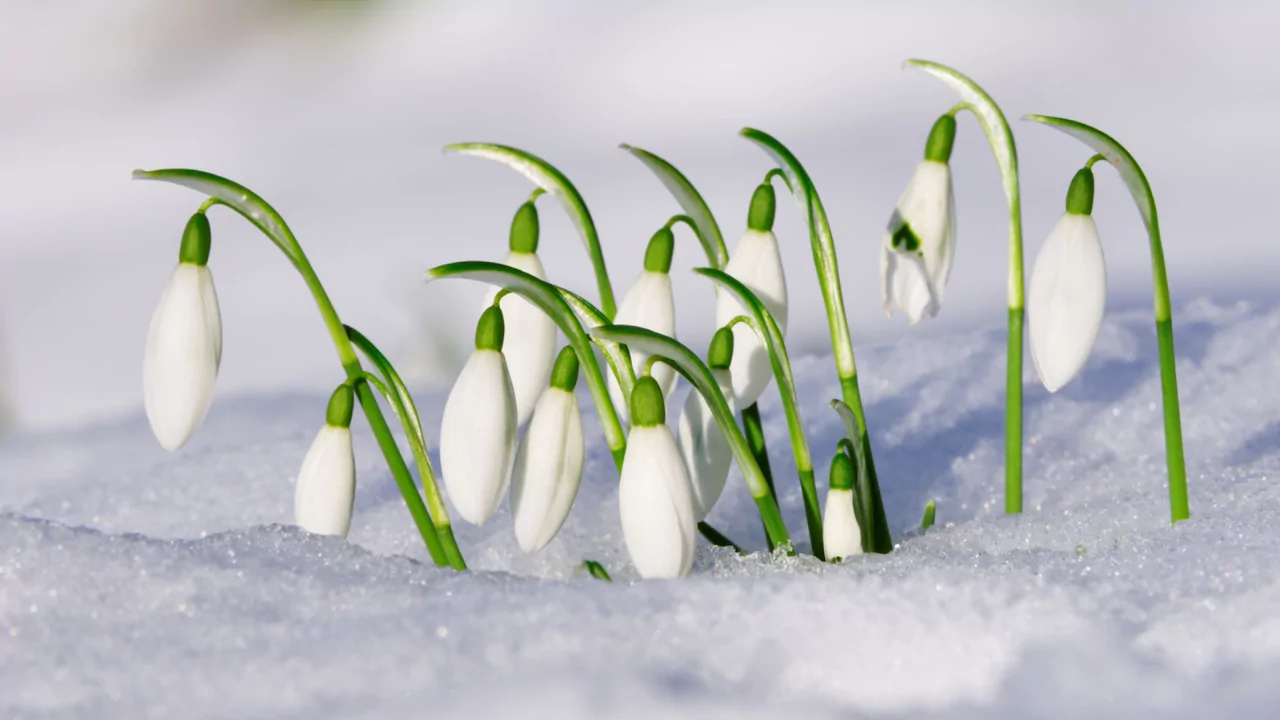 Snowdrop