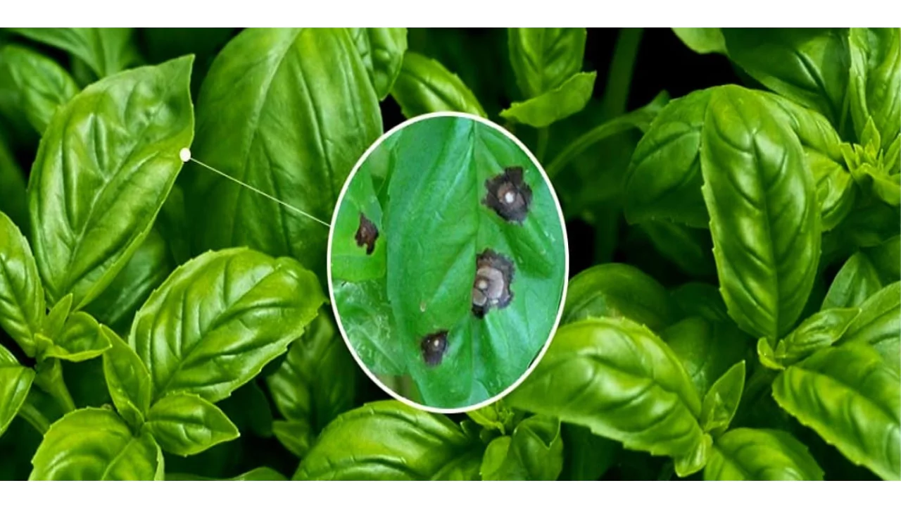Solving Black Spots on Basil Leaves