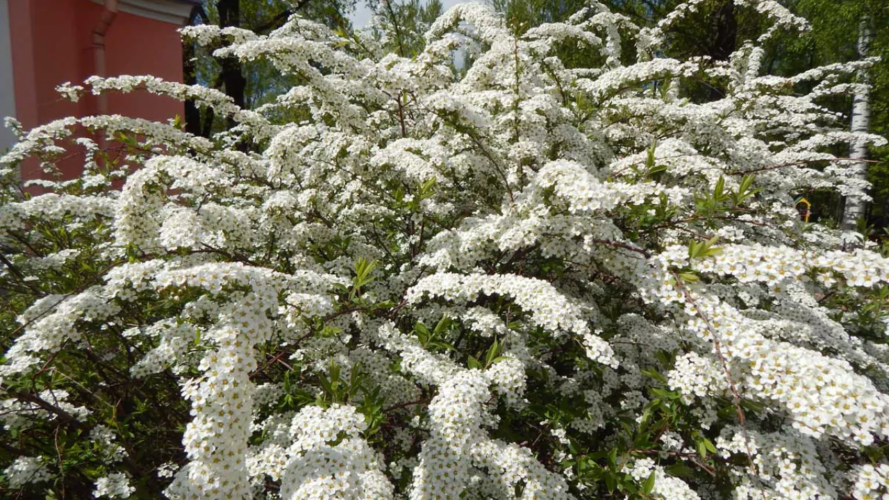 Spirea