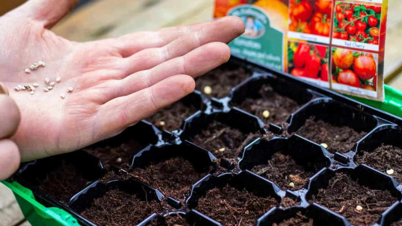 Starting Celebrity Tomatoes From Seed