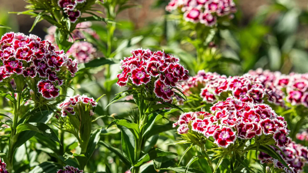 Sweet William: Growing from Seed