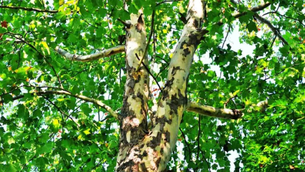 Sycamore Tree Identification and Care
