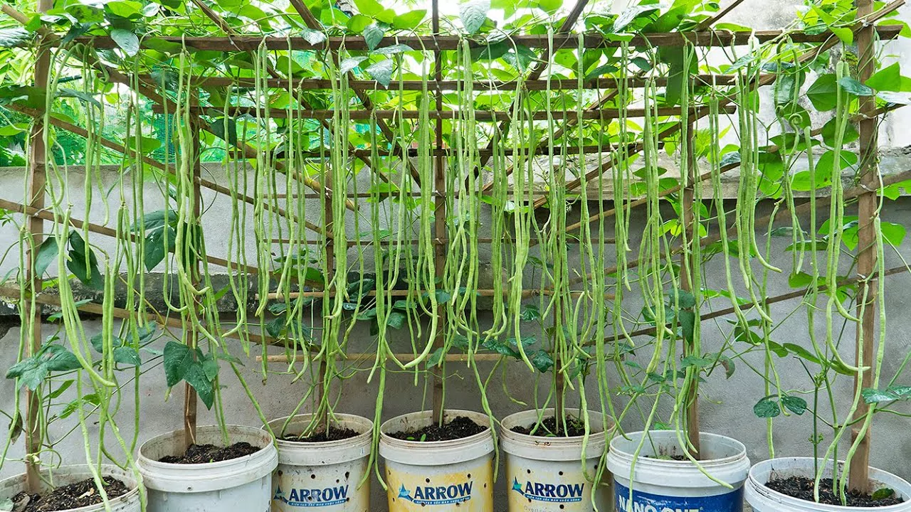The Urban Gardener’s Guide to Growing Green Beans in Containers