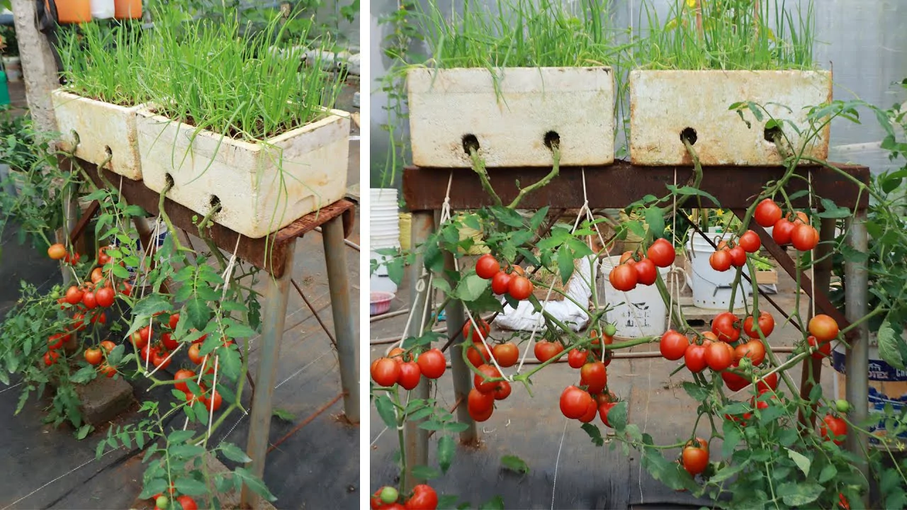 Tips for Growing Tomatoes Upside Down