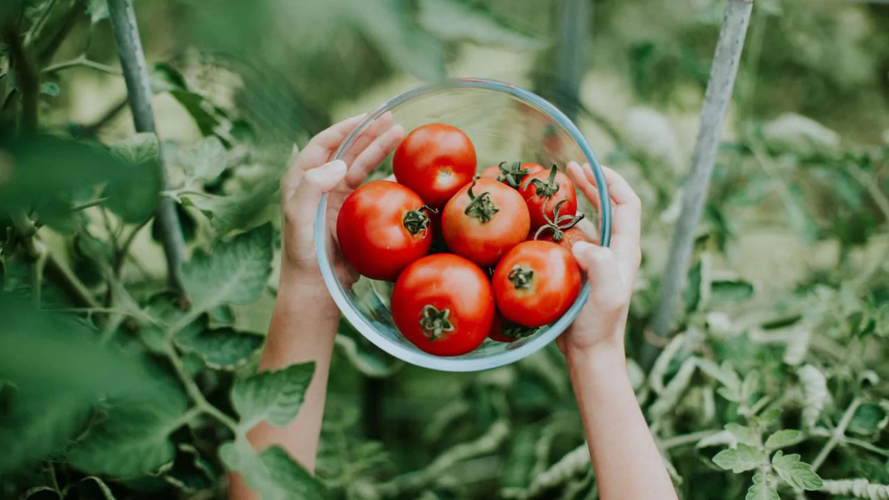 Tomato Season The Perfect Time of Year to Grow Your Tomatoes