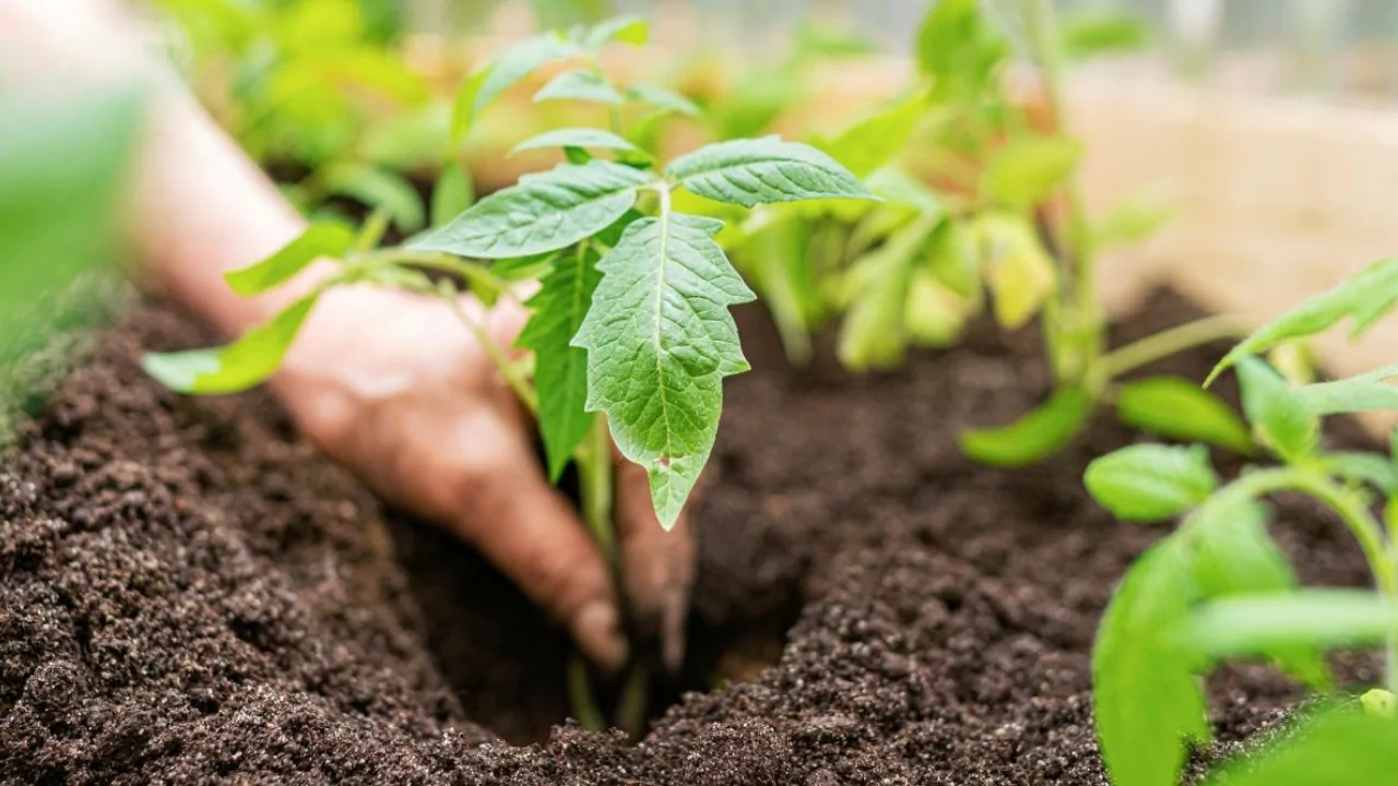 Transplanting Roma Seedlings