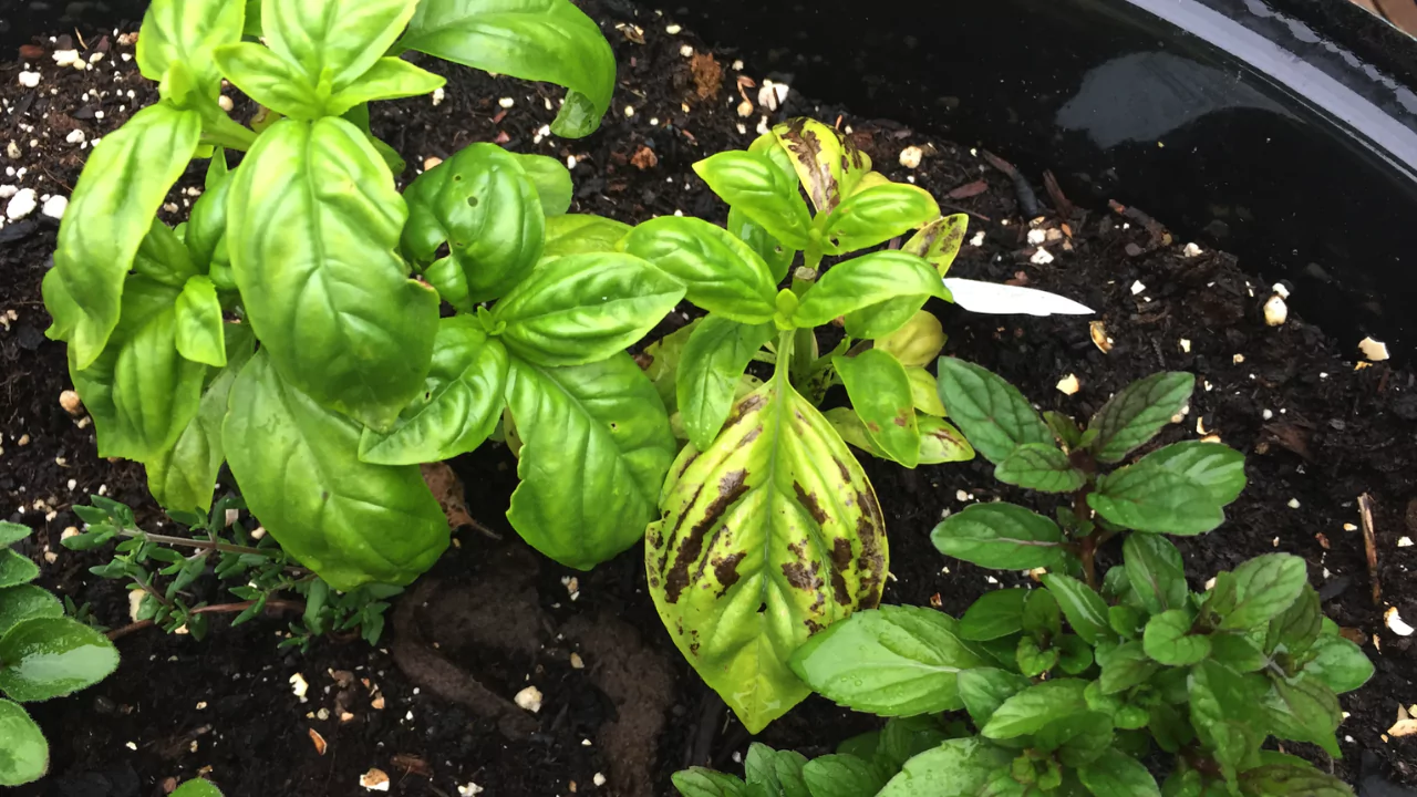 Treatment and Prevention of Basil Black Spots