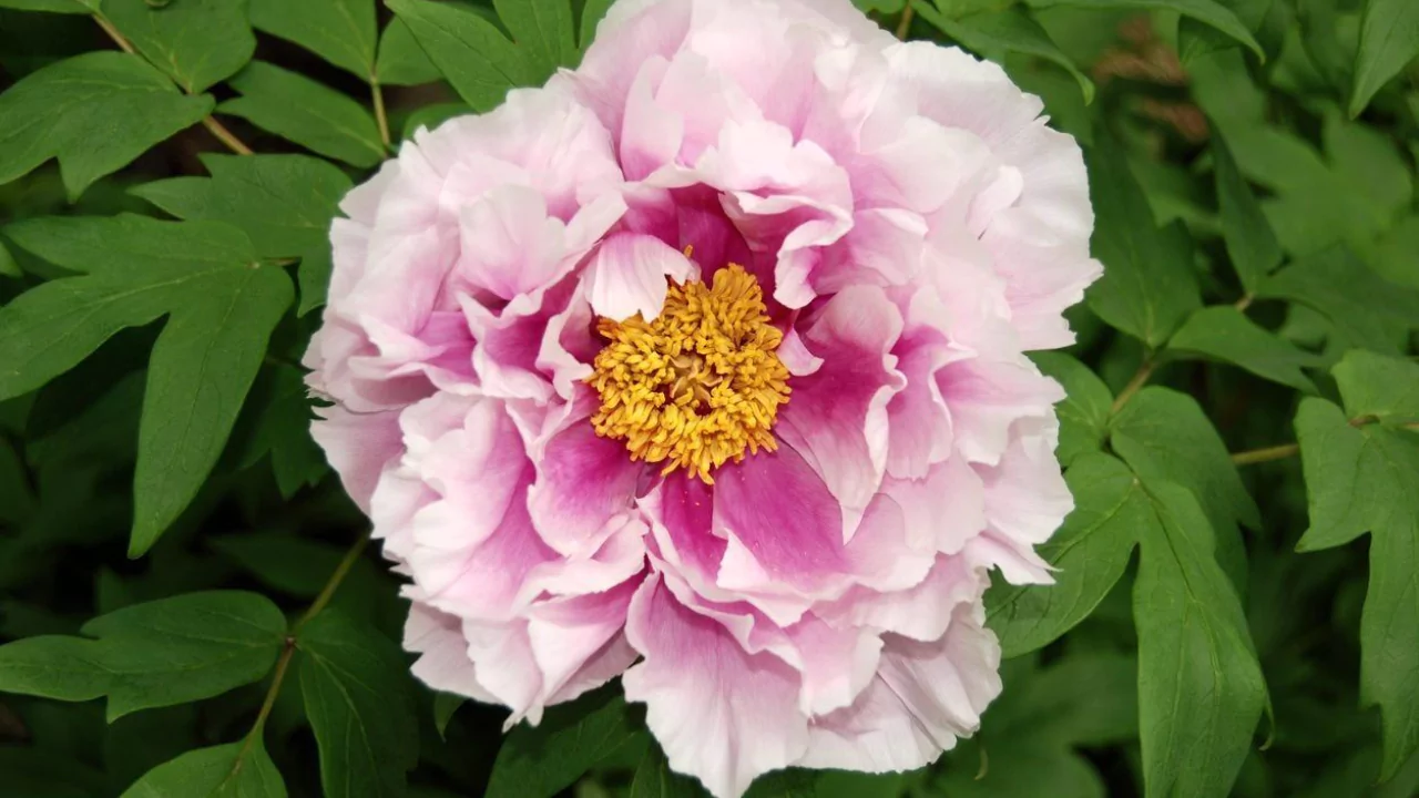 Tree Peony