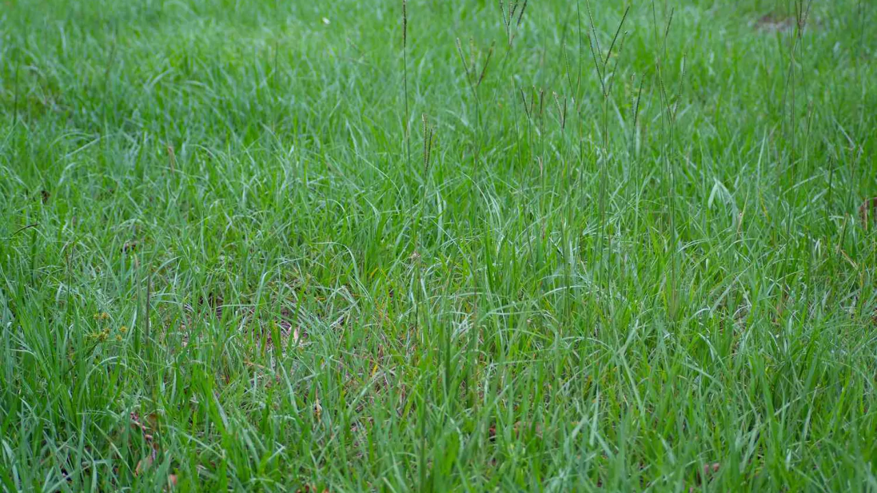 Using Bahiagrass for a Lawn
