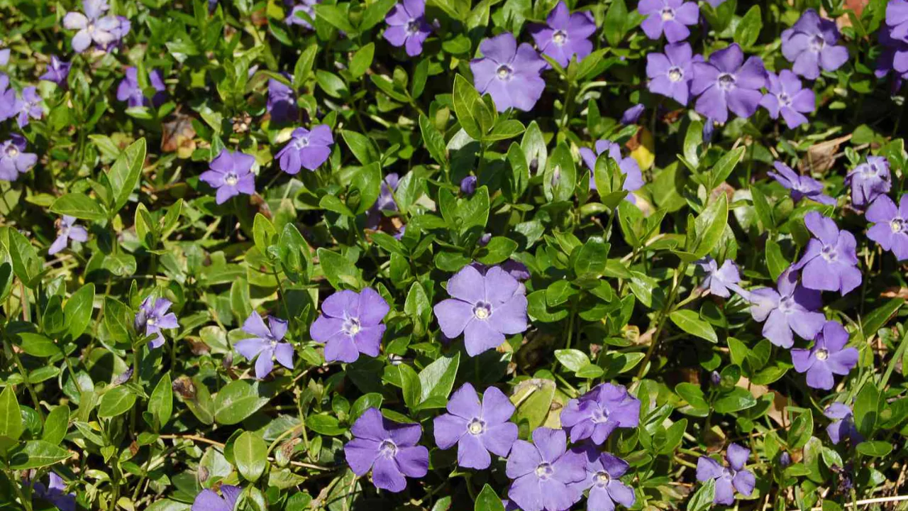 Vinca