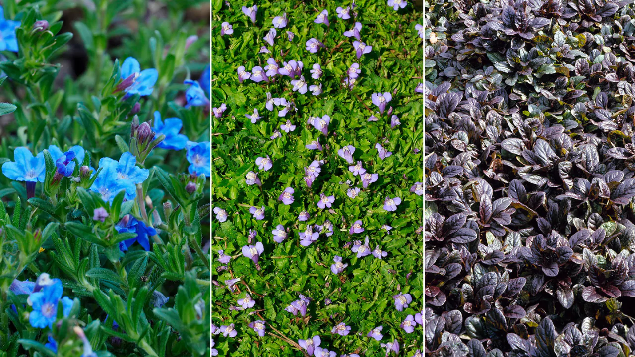 Walkable Groundcovers Plants That Can Survive Some Foot Traffic
