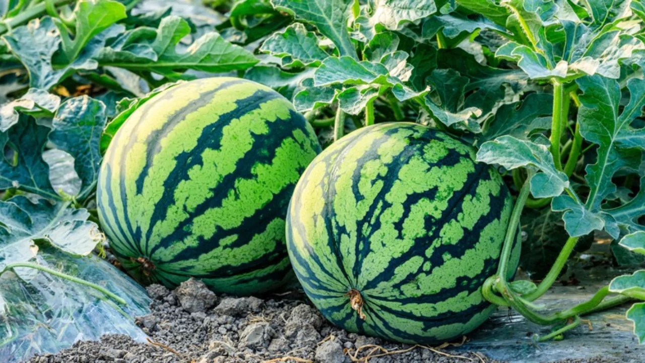Watermelon: Fruit or Vegetable?