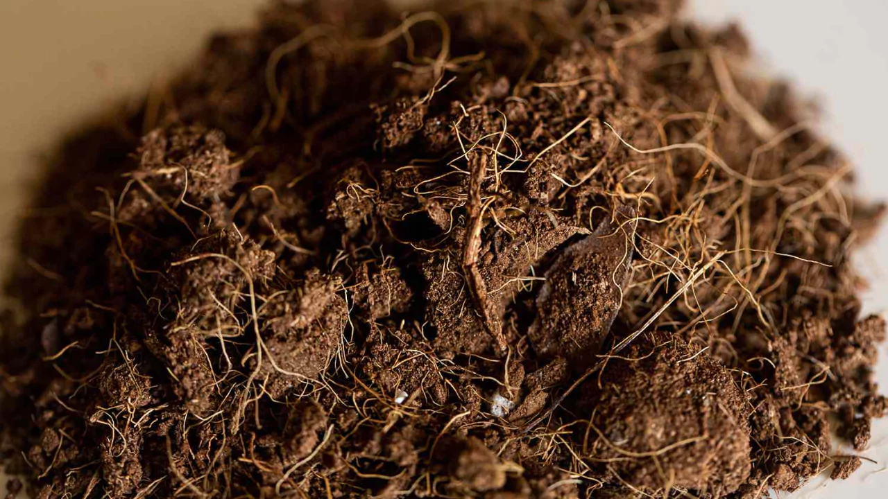 What Is Coir?