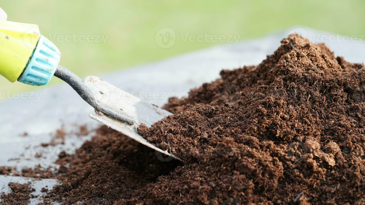 What Is Peat Moss