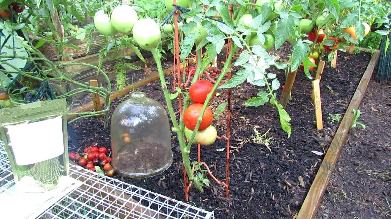 What Is the Best Way to Grow Beefsteak Tomatoes