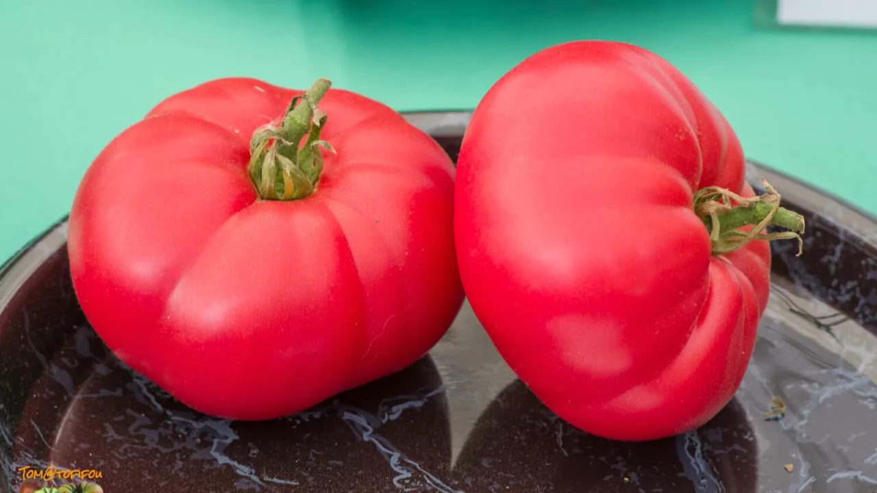What Kind of Tomato Is a Beefsteak