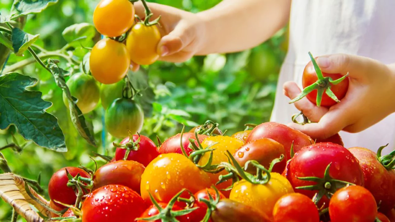 What You Might Not Know About the Jet Star Tomato
