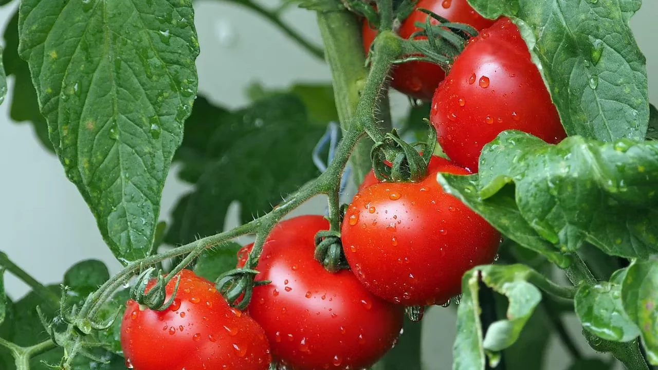 What are the signs of overwatering tomato plants