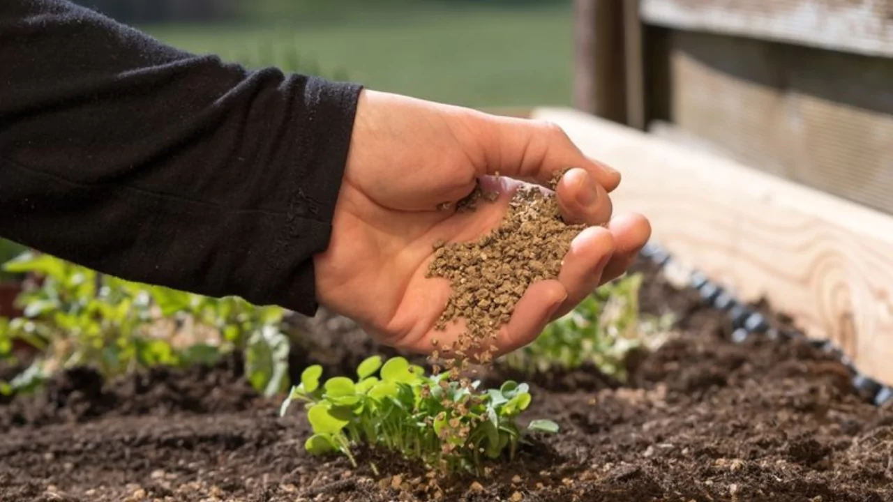 What is Plant Food