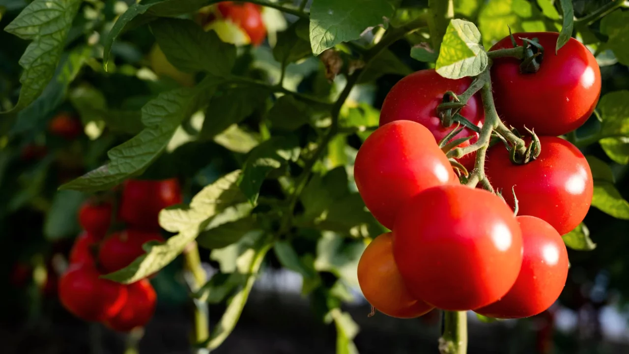 When to Harvest Celebrity Tomatoes