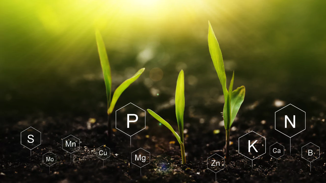 Why Is Nitrogen Necessary for Plants