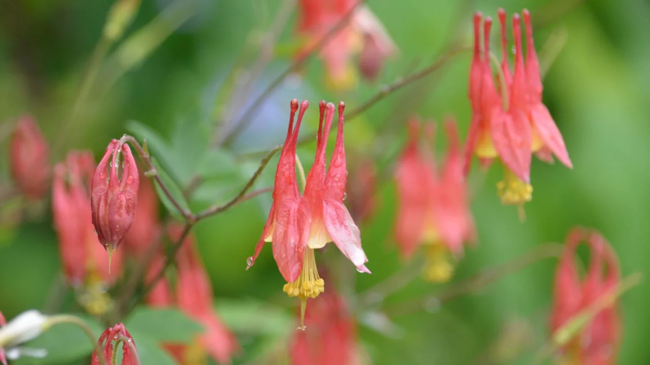 Wild columbine