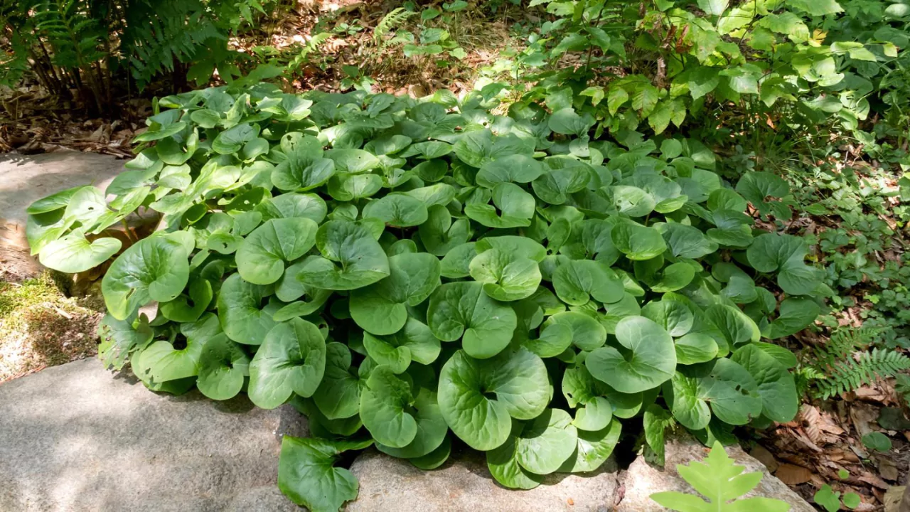 Wild ginger