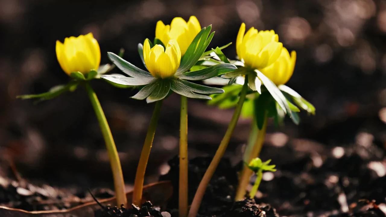 Winter Aconite
