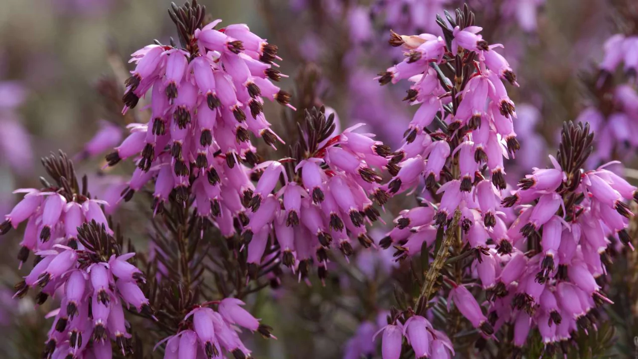 Winter Heath