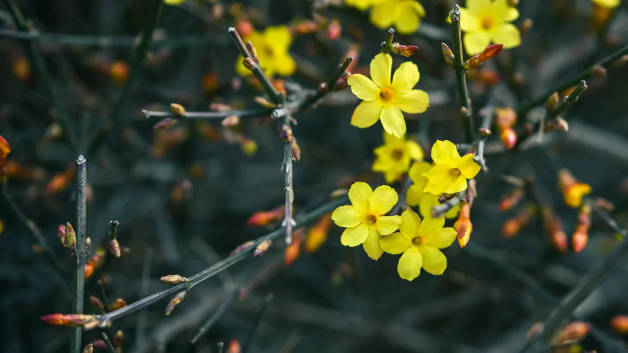 Winter Jasmine