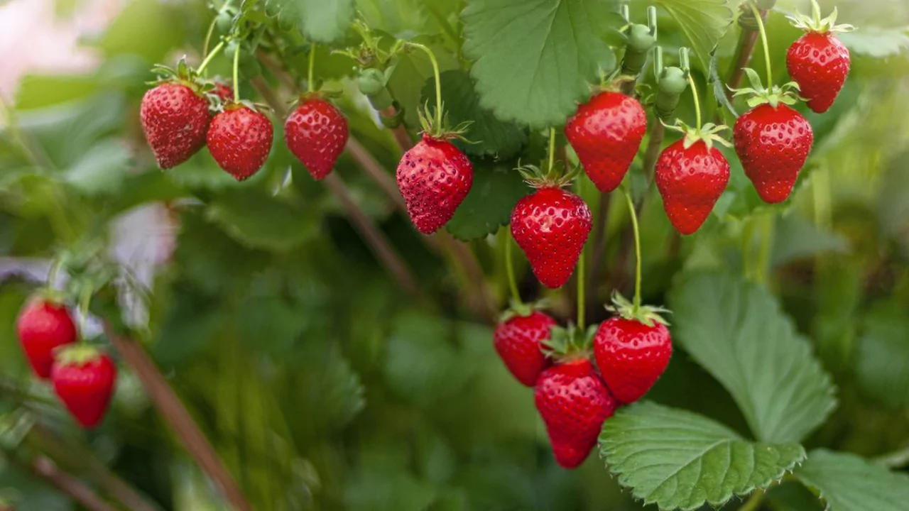 Winterizing Potted Strawberry Plants