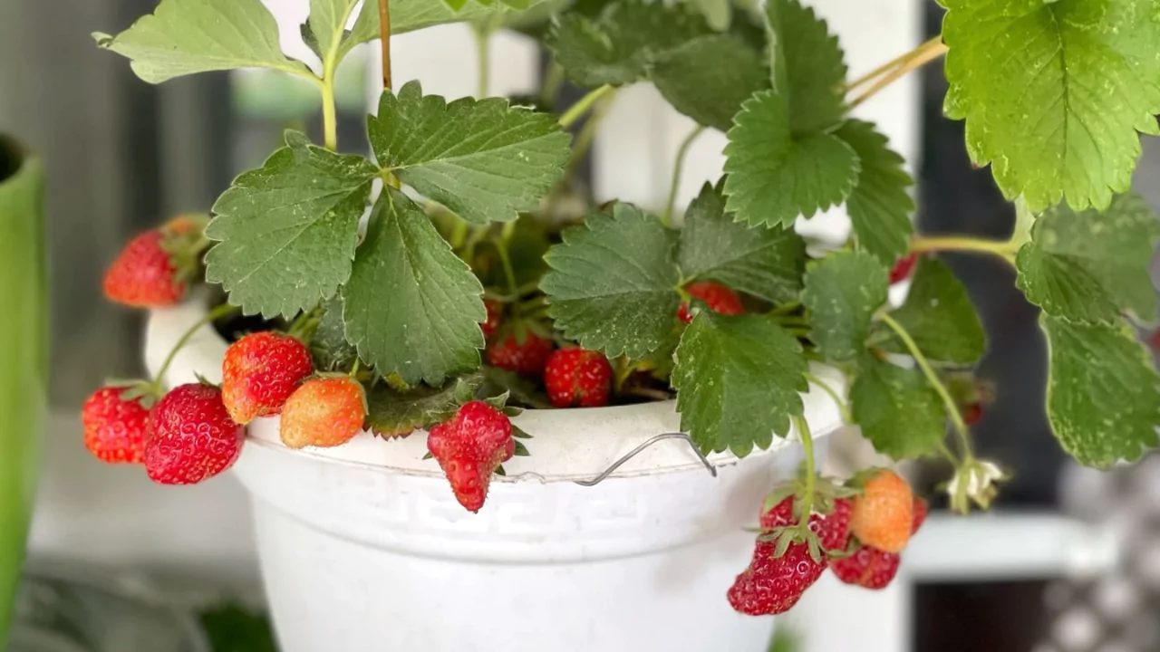 Winterizing Potted Strawberry Plants