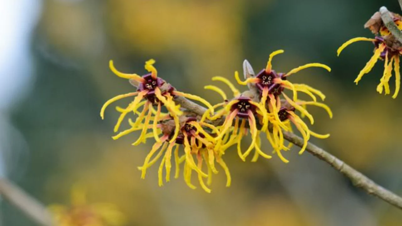 Witch Hazel