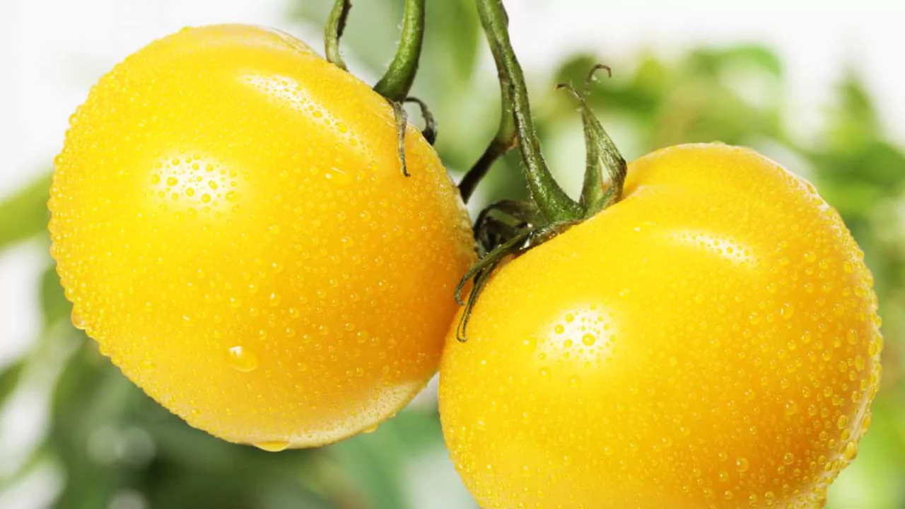 Yellow Tomatoes and Orange Tomatoes