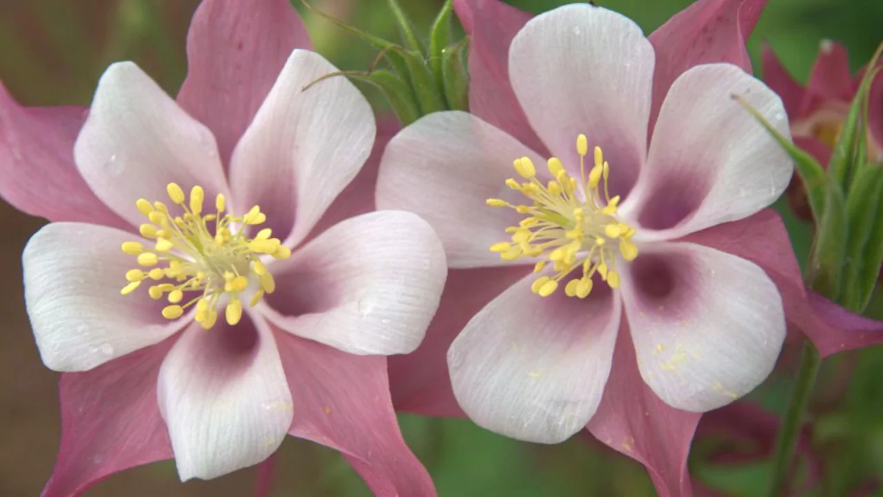 Columbine