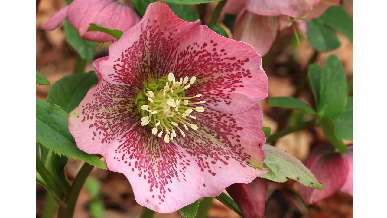 hellebore Lenten Rose