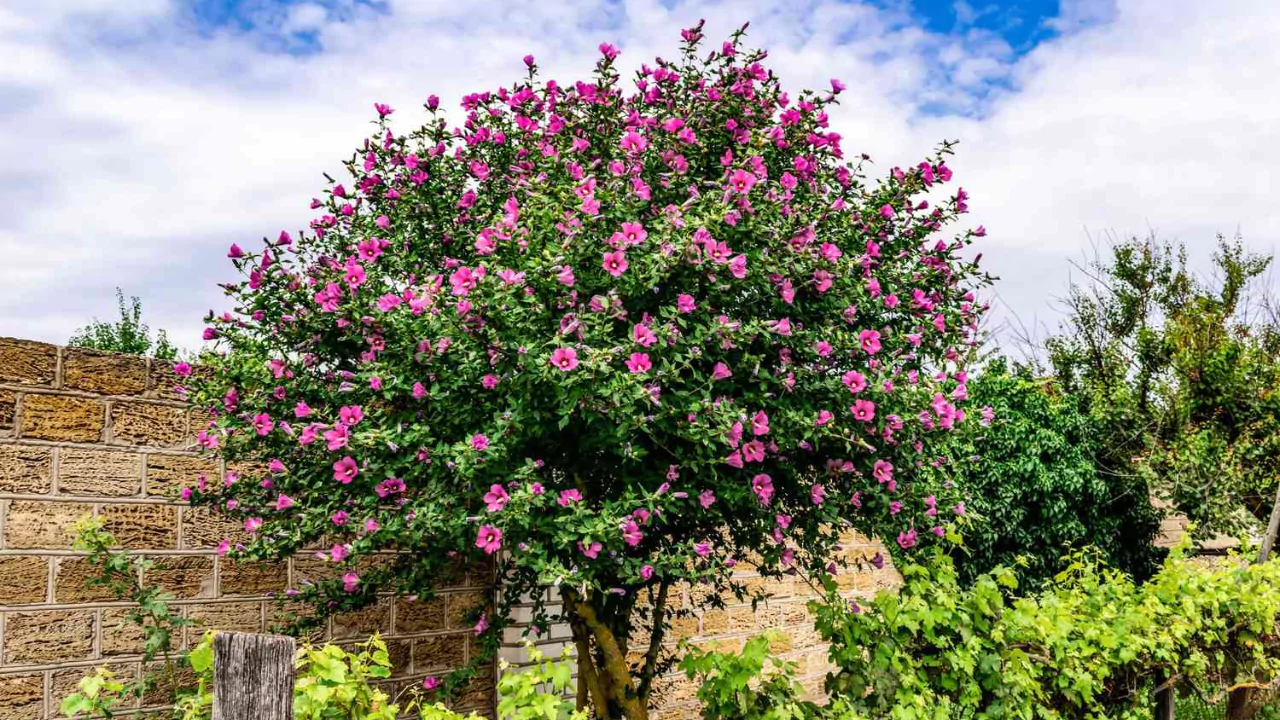 how to grow a hibiscus tree