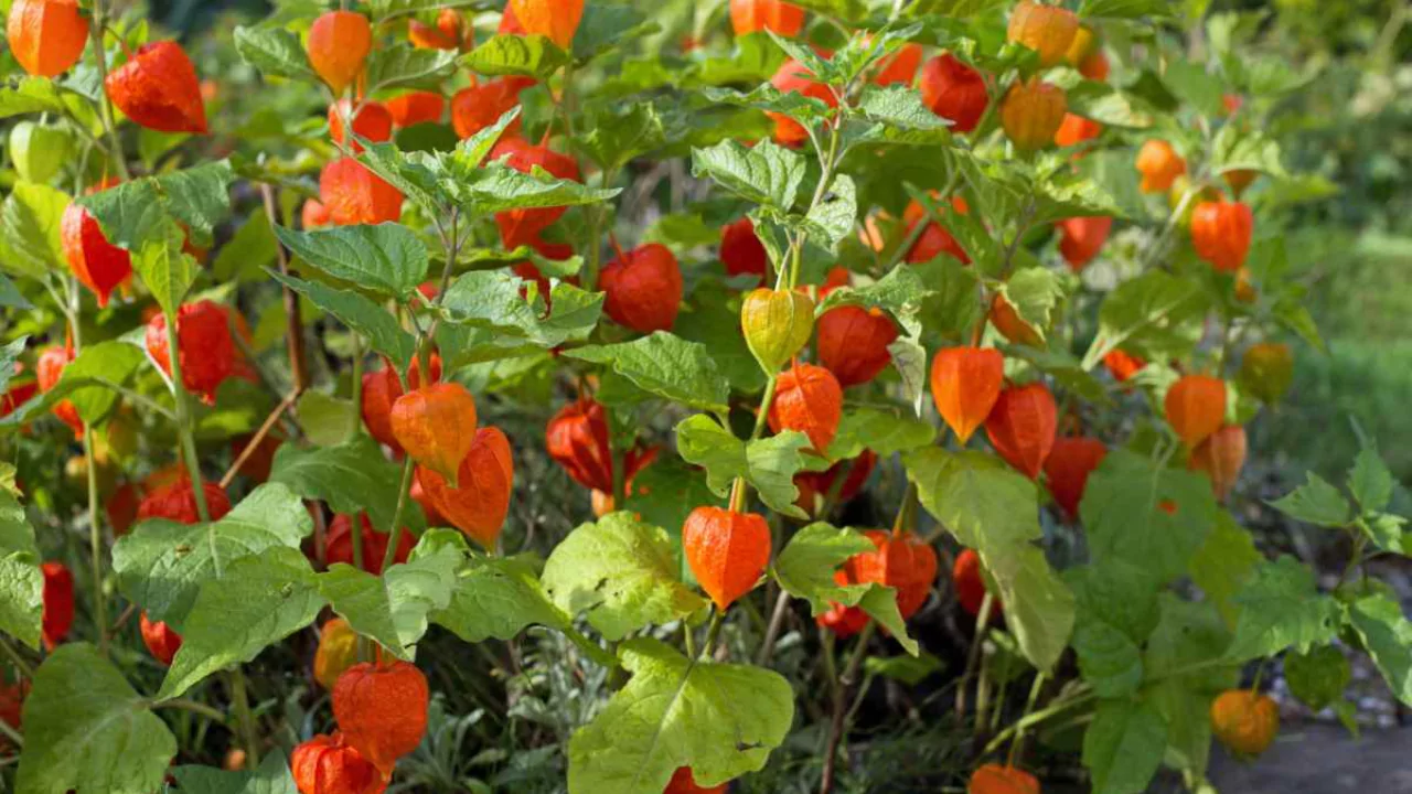 how to grow cape gooseberry