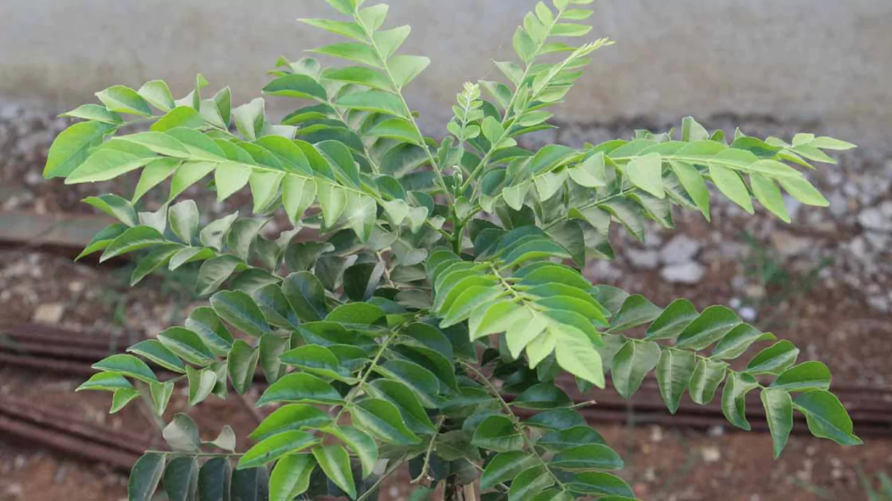 how to grow curry leaf plant