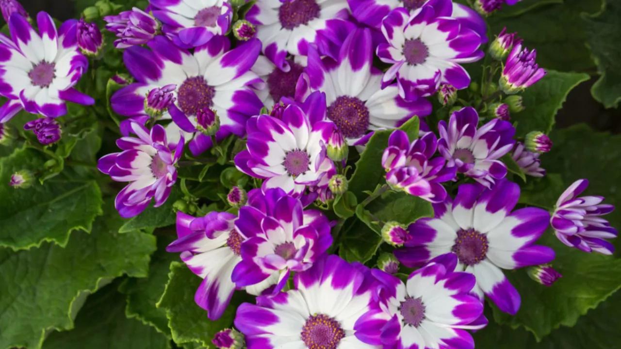 hybrida