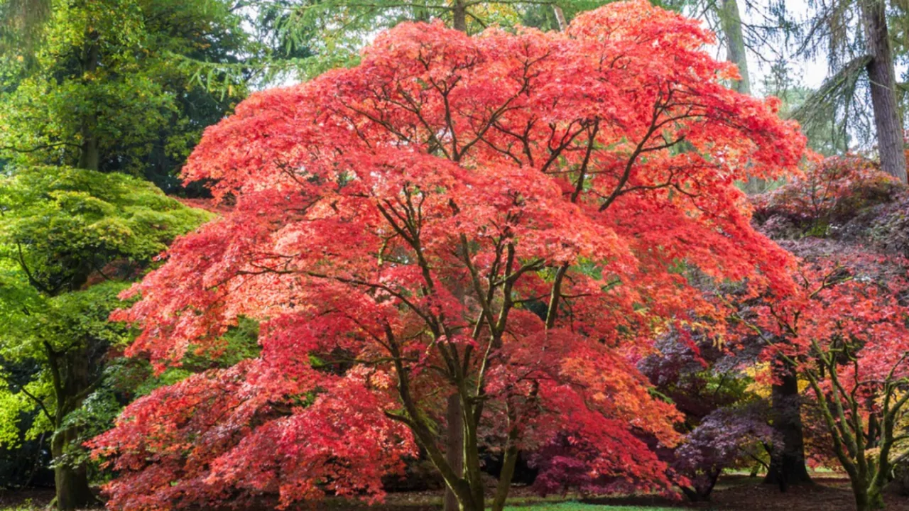 Japanese Maples