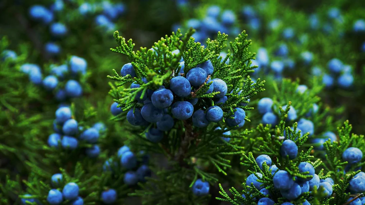 Junipers