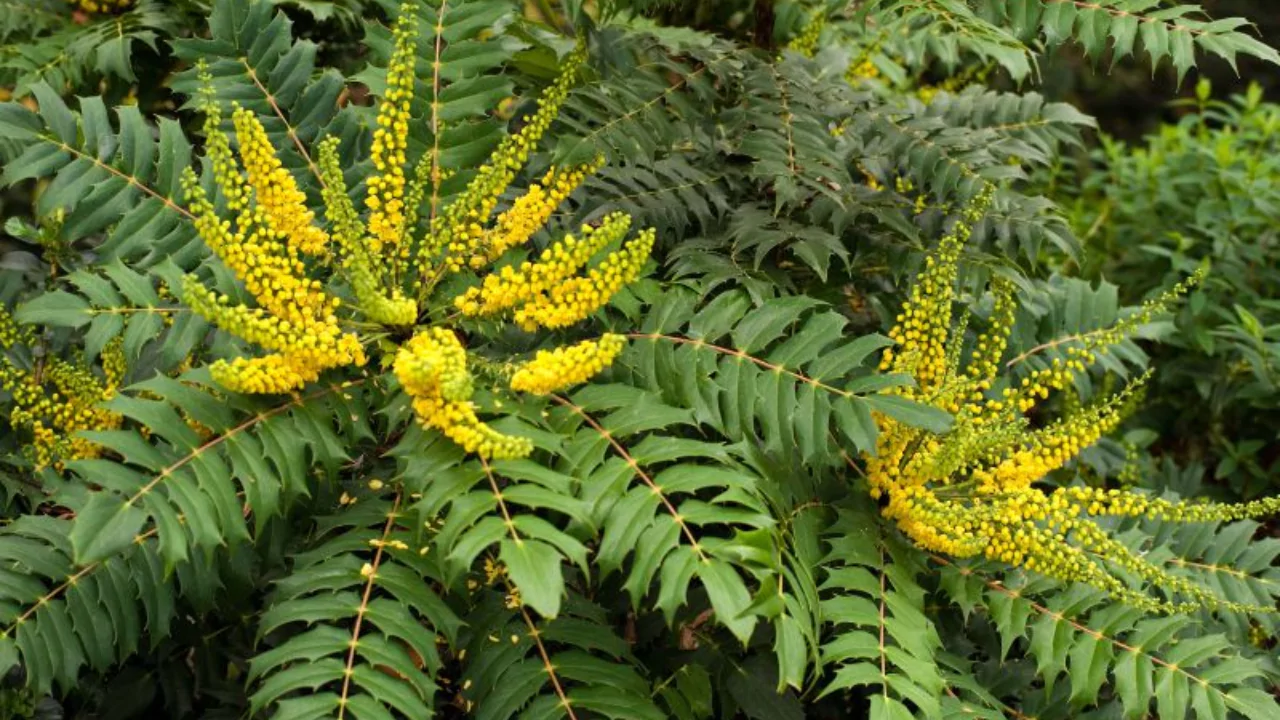 Mahonia