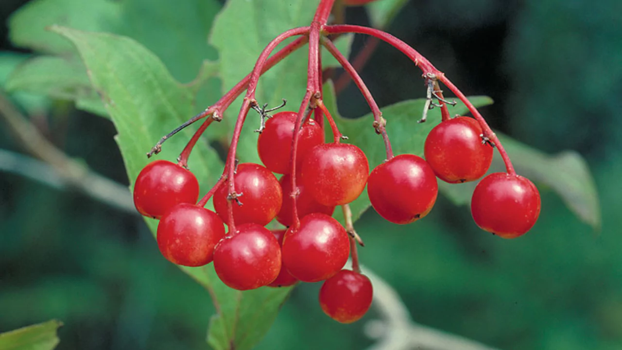 types of red berries